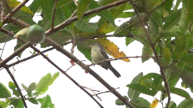 Double-banded Graytail - ML640427560