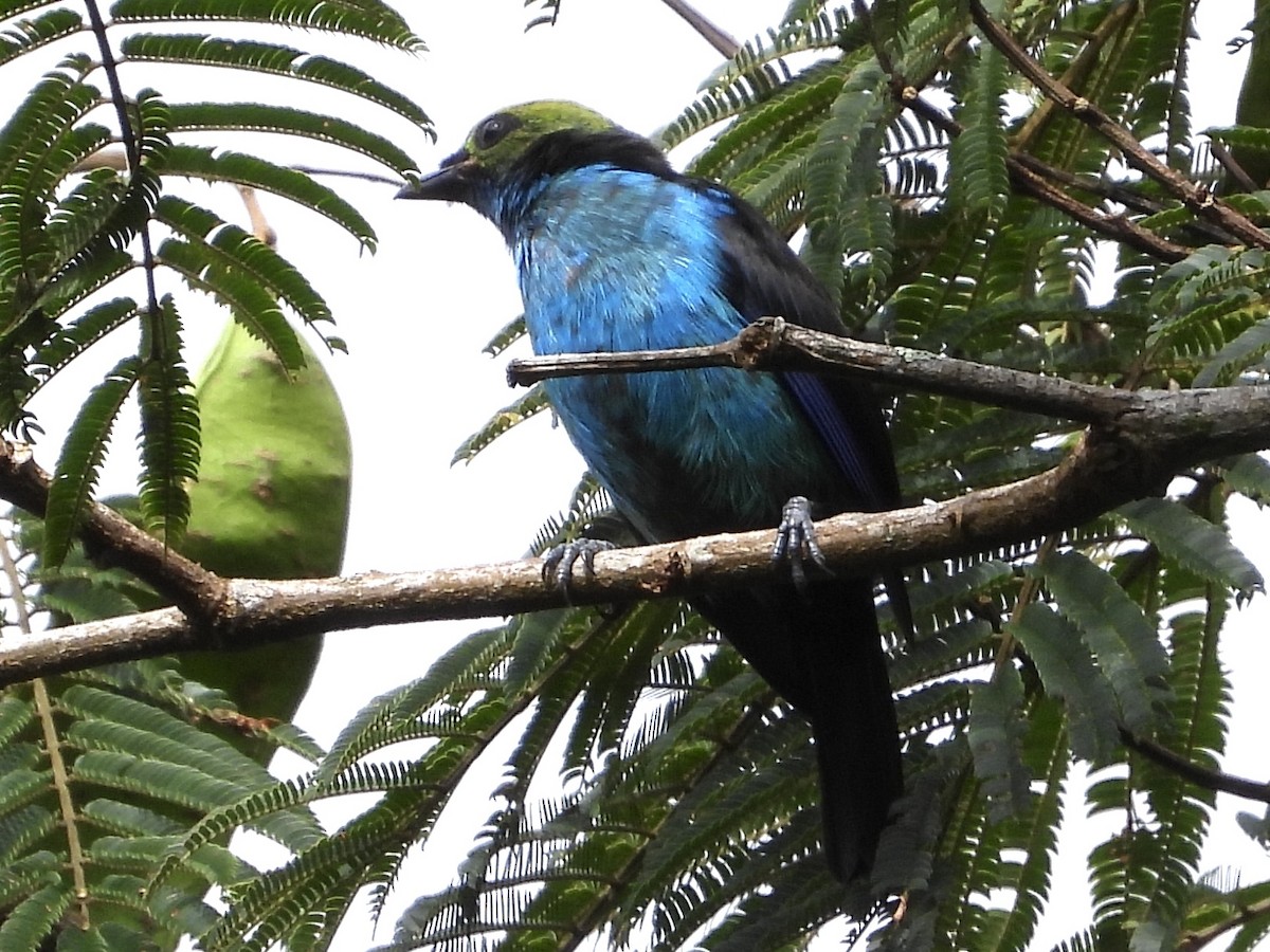 Paradise Tanager - ML640427587