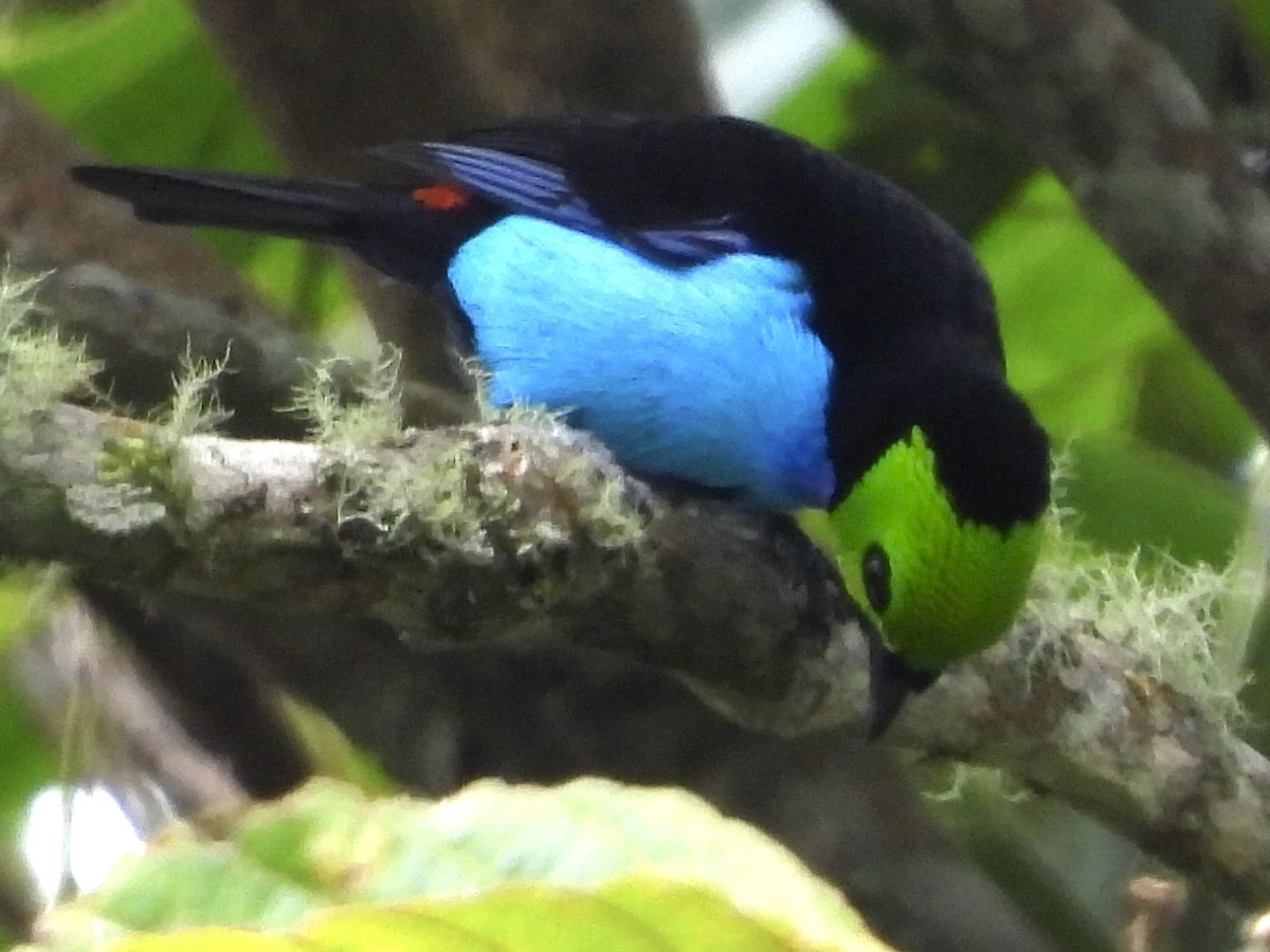 Paradise Tanager - ML640427588