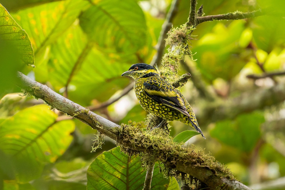 Scaled Fruiteater - ML640427658