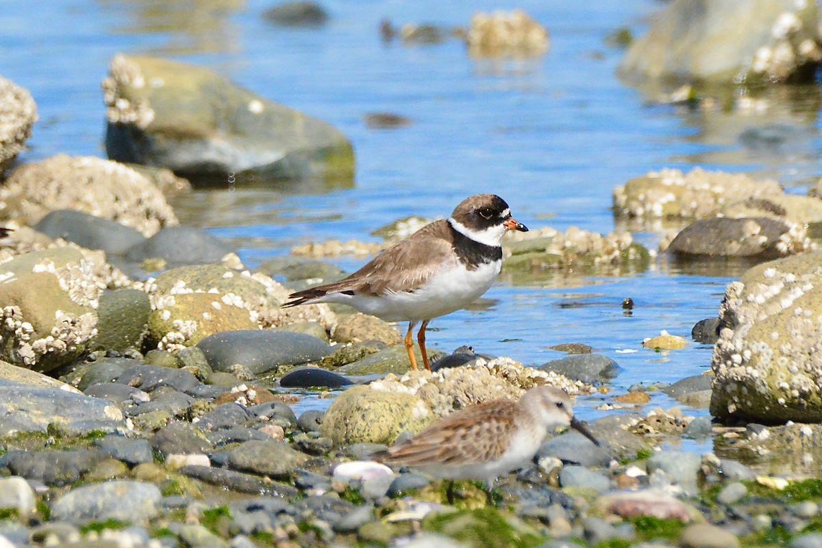 Semipalmated Plover - ML640427680