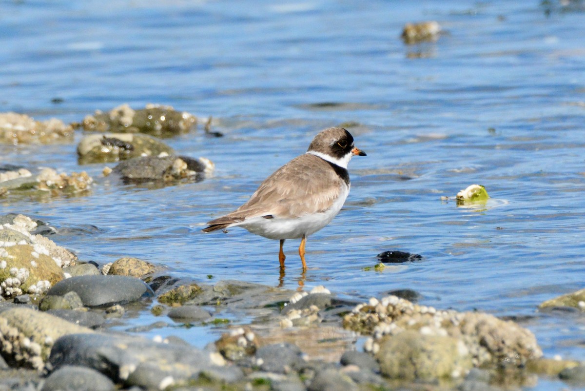 Semipalmated Plover - ML640427681