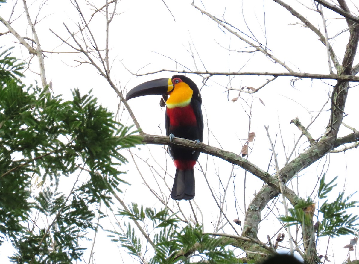 Channel-billed Toucan - Alex Mesquita