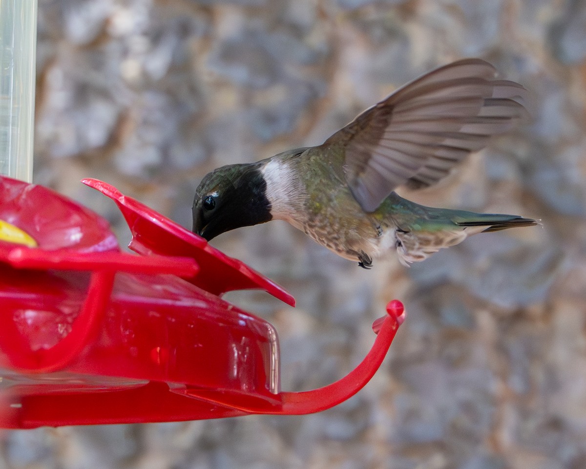 Black-chinned Hummingbird - ML640427751