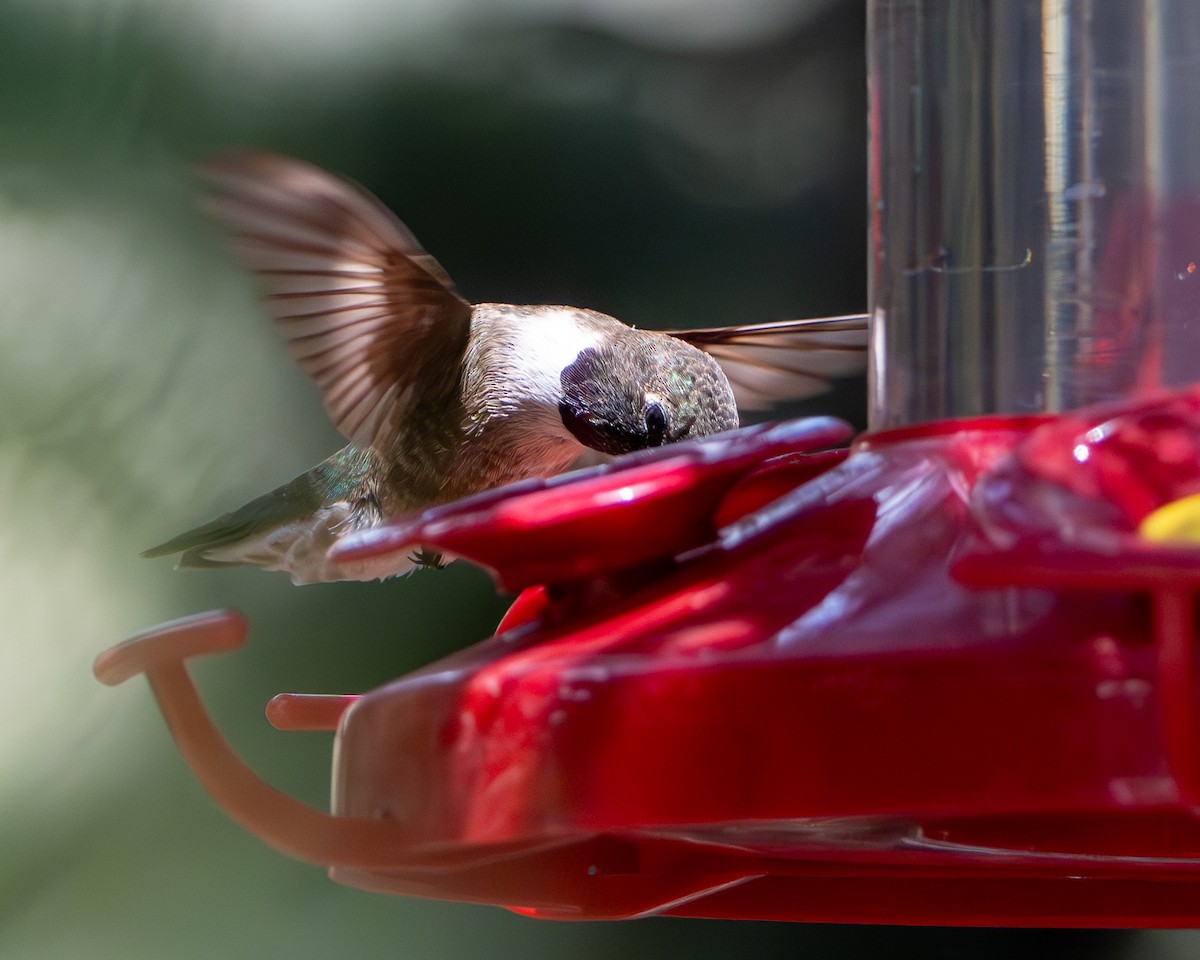 Black-chinned Hummingbird - ML640427757