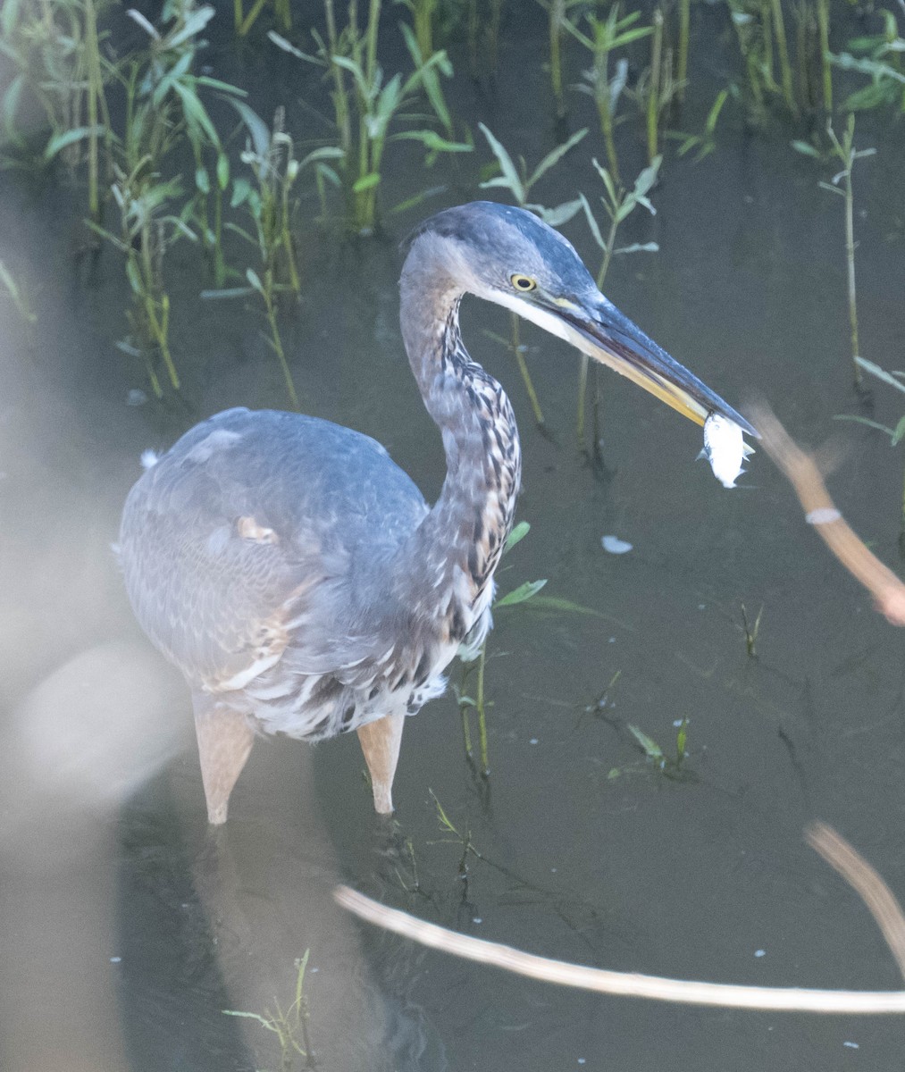 Great Blue Heron - ML640427832