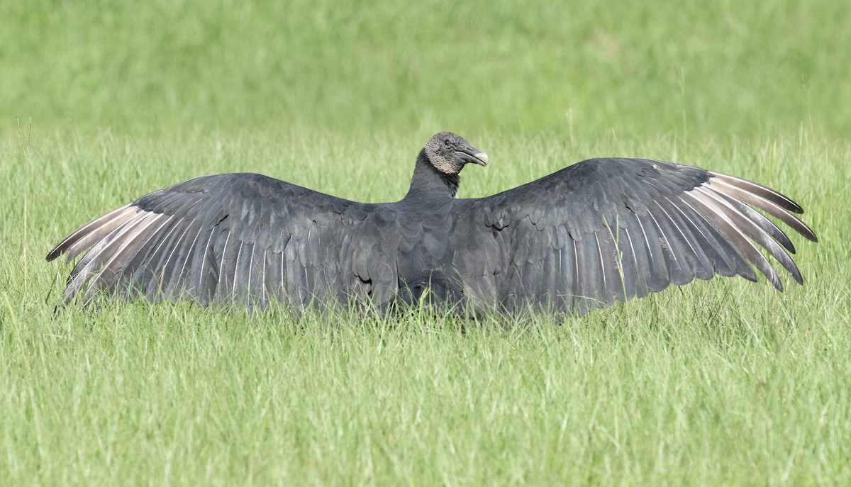 Black Vulture - ML640427856