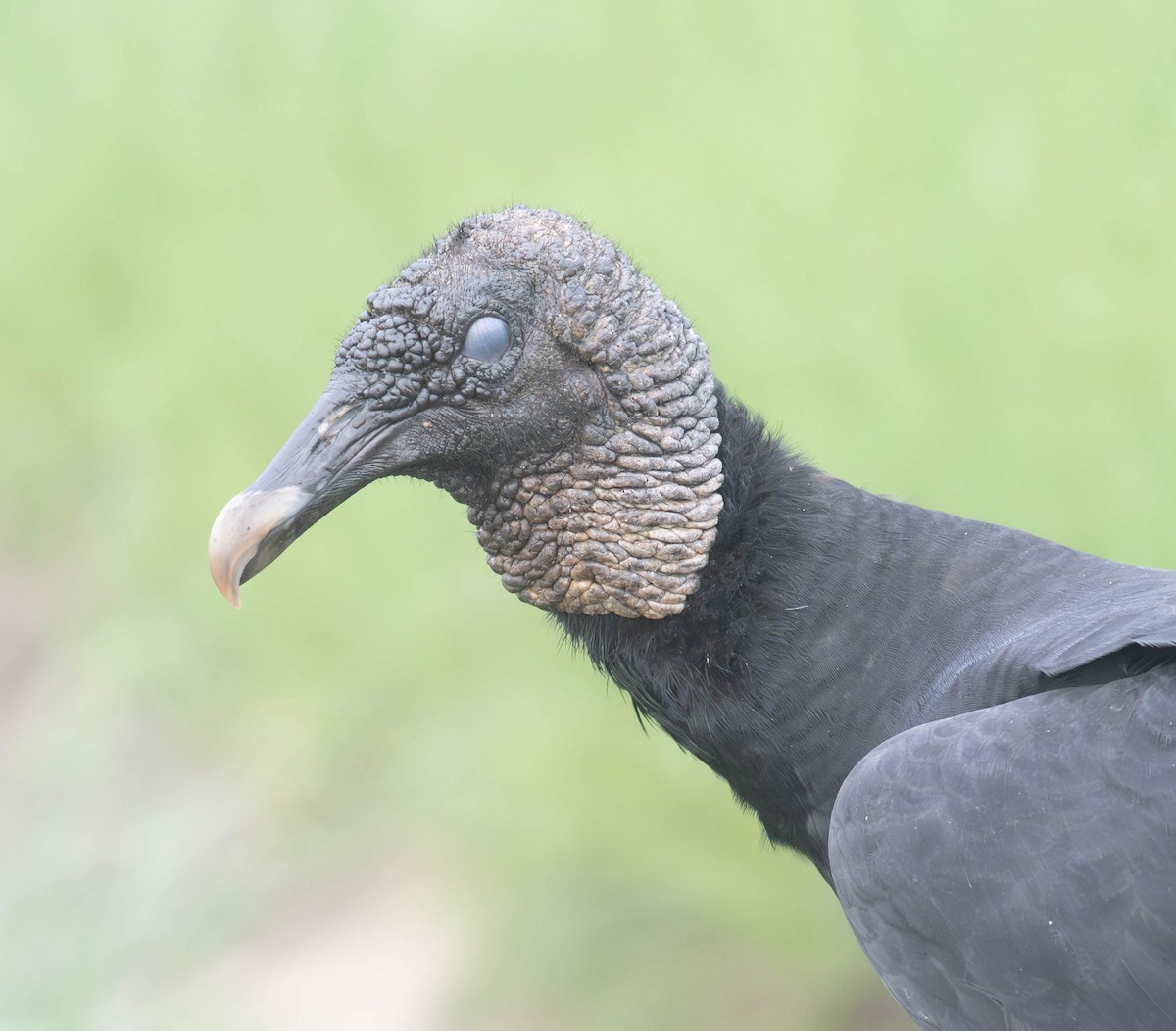 Black Vulture - ML640427862