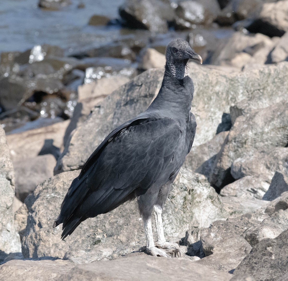 Black Vulture - ML640427864