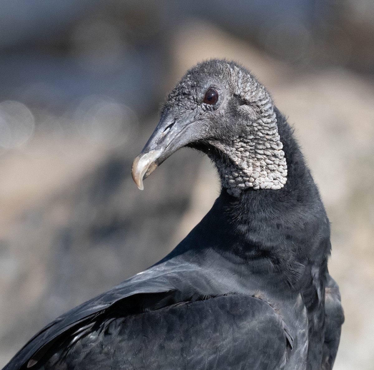 Black Vulture - ML640427865