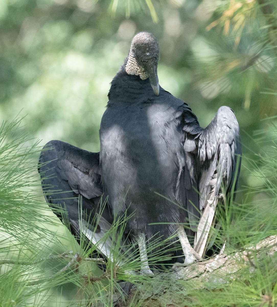 Black Vulture - ML640427866