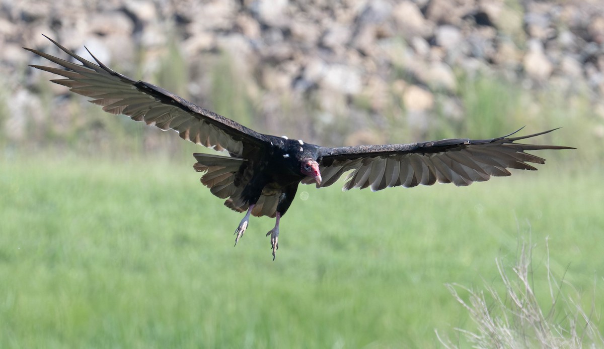 Turkey Vulture - ML640427880
