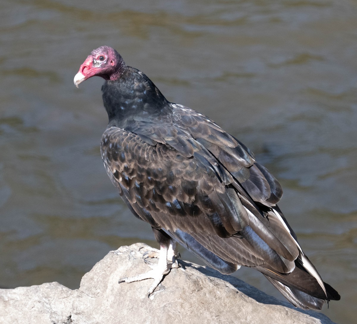 Turkey Vulture - ML640427883