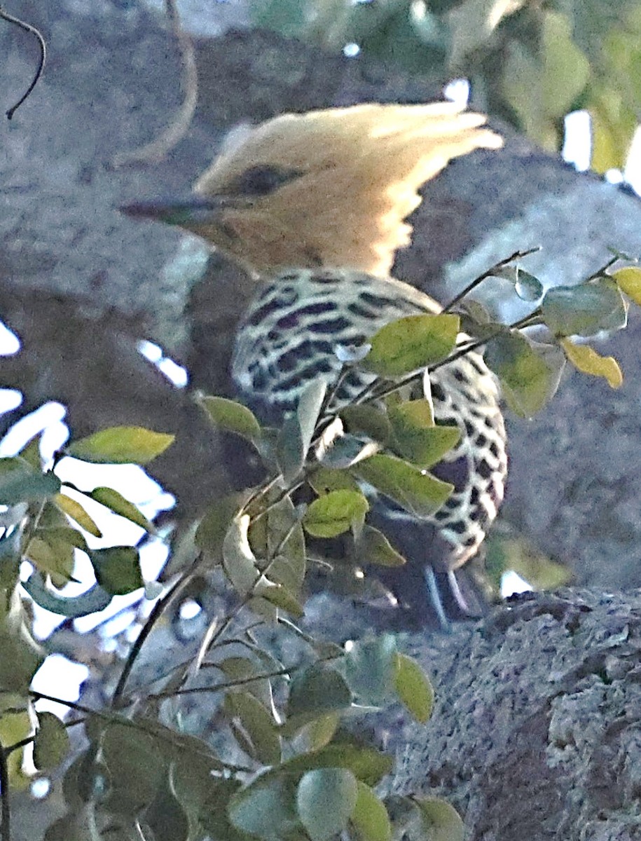 Ochre-backed Woodpecker - ML640427901