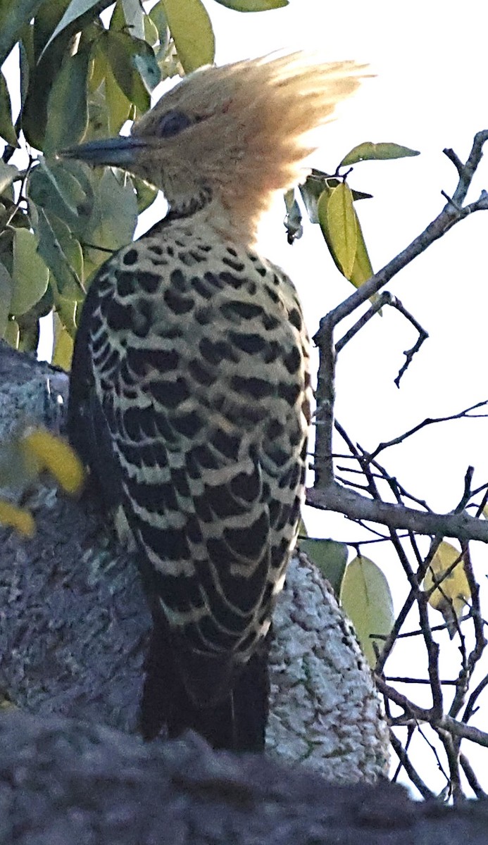 Ochre-backed Woodpecker - ML640427906
