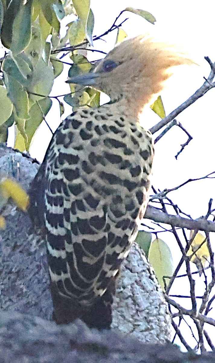 Ochre-backed Woodpecker - ML640427909
