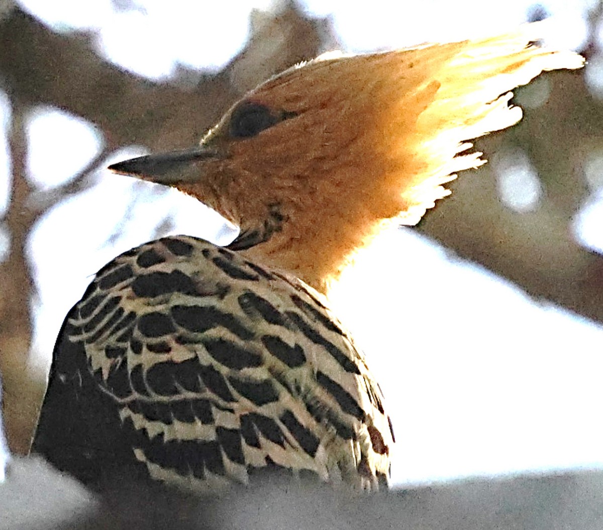 Ochre-backed Woodpecker - ML640427913