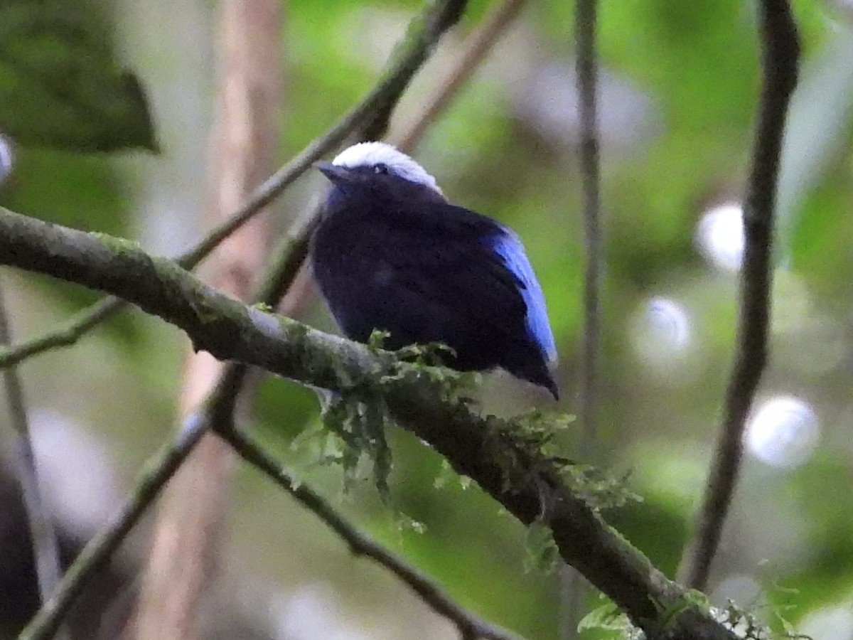 blågumpmanakin - ML640427914