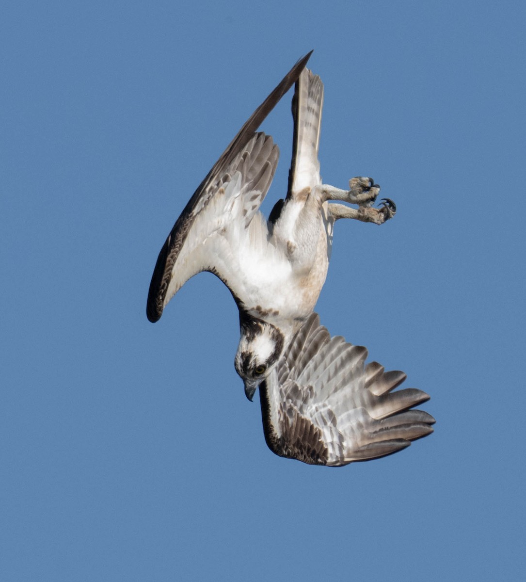 Osprey - ML640427930