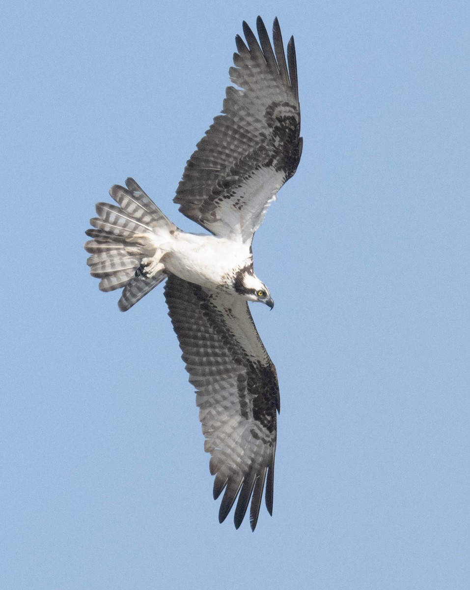 Osprey - ML640427932