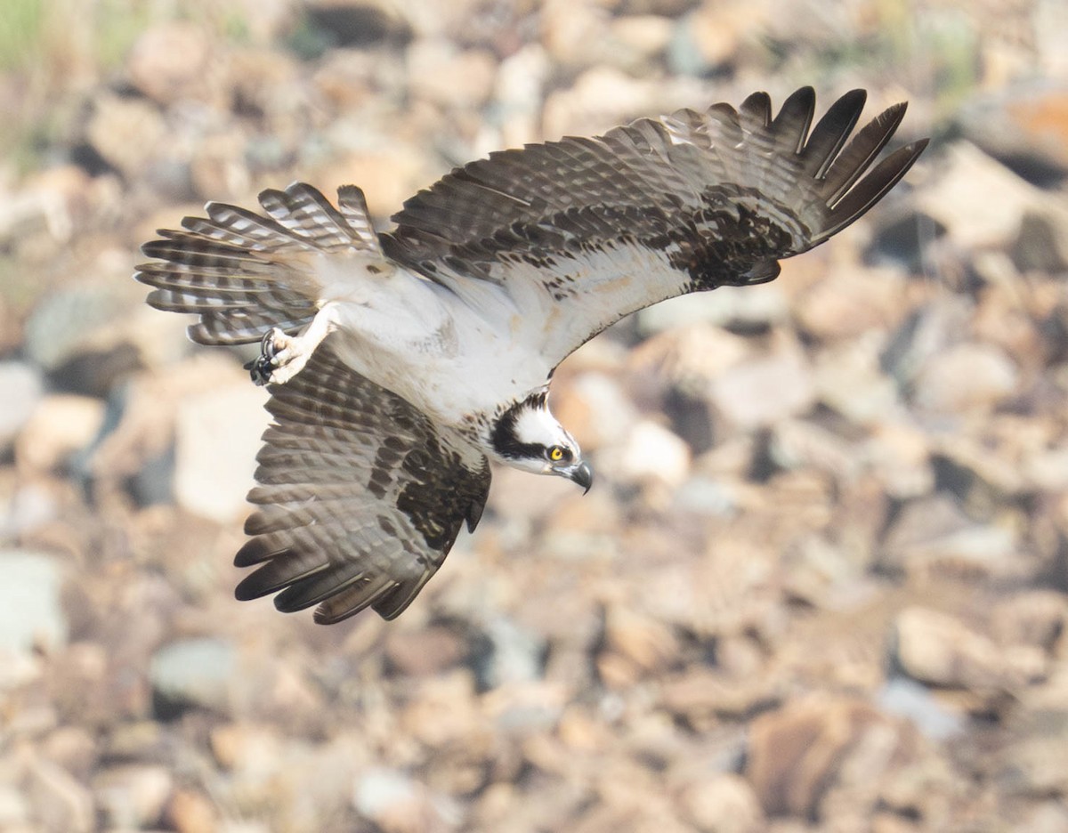 Osprey - ML640427933