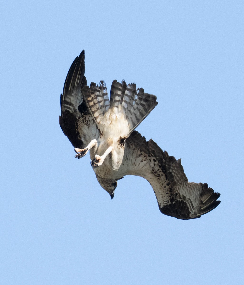 Osprey - ML640427934