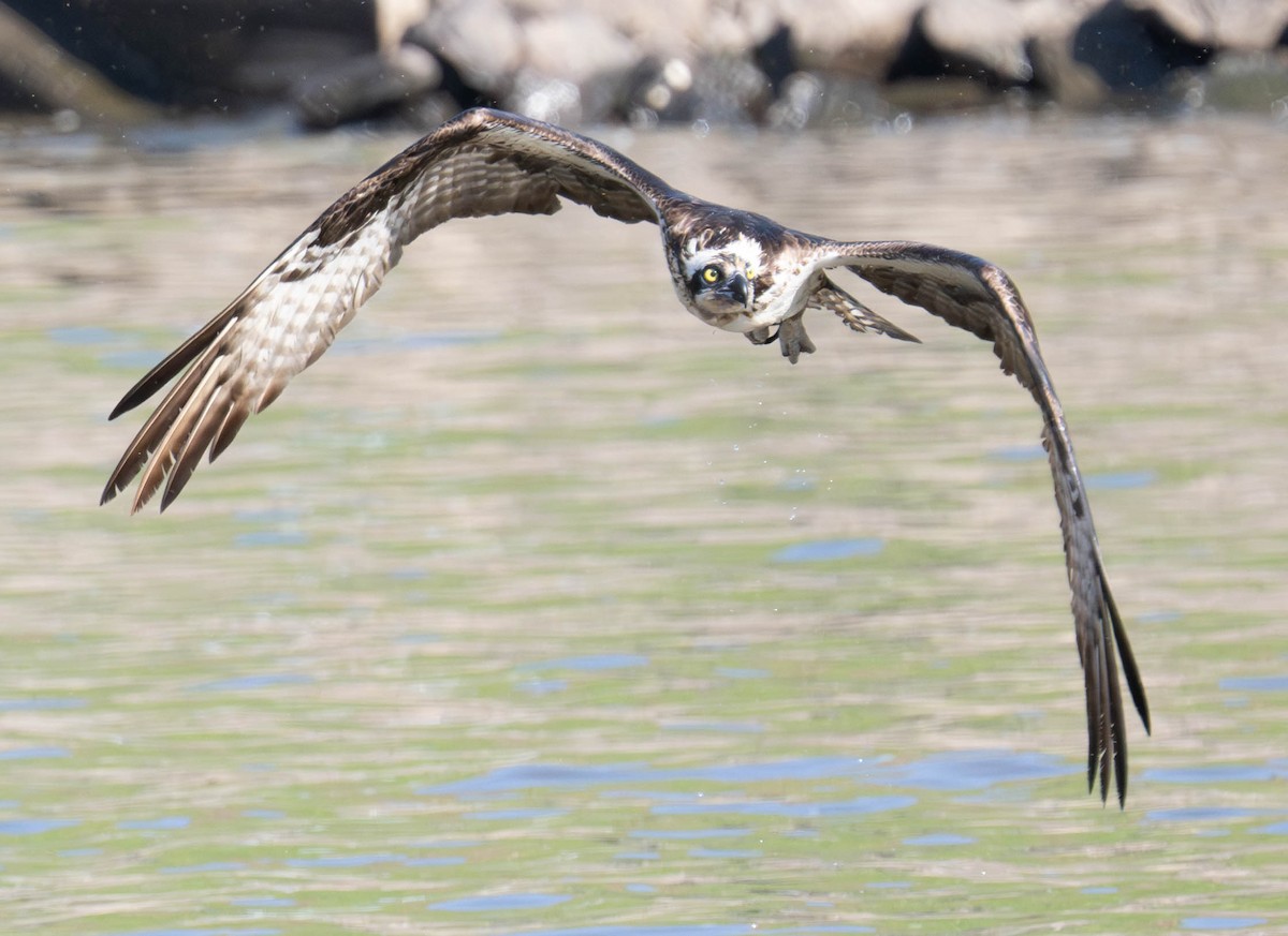 Osprey - ML640427935