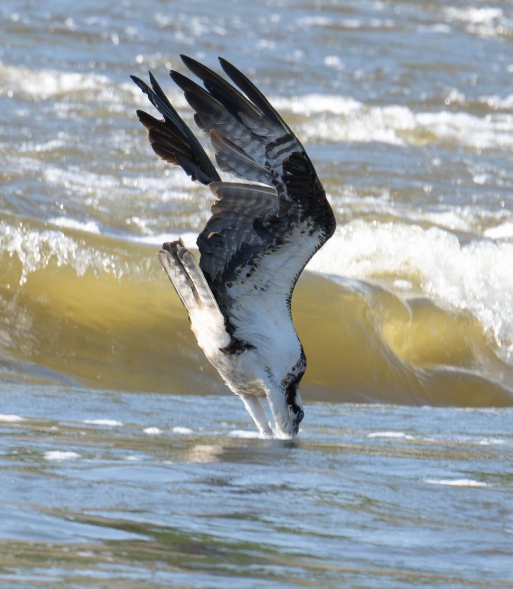 Osprey - ML640427936