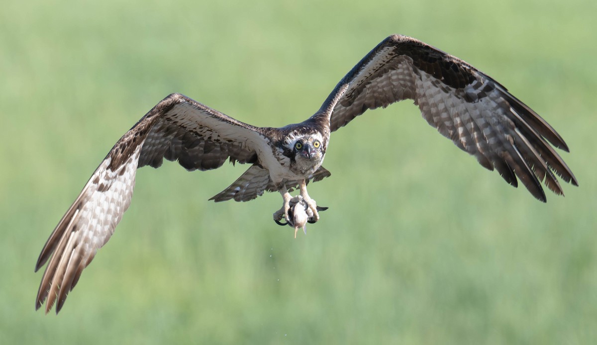 Osprey - ML640427937
