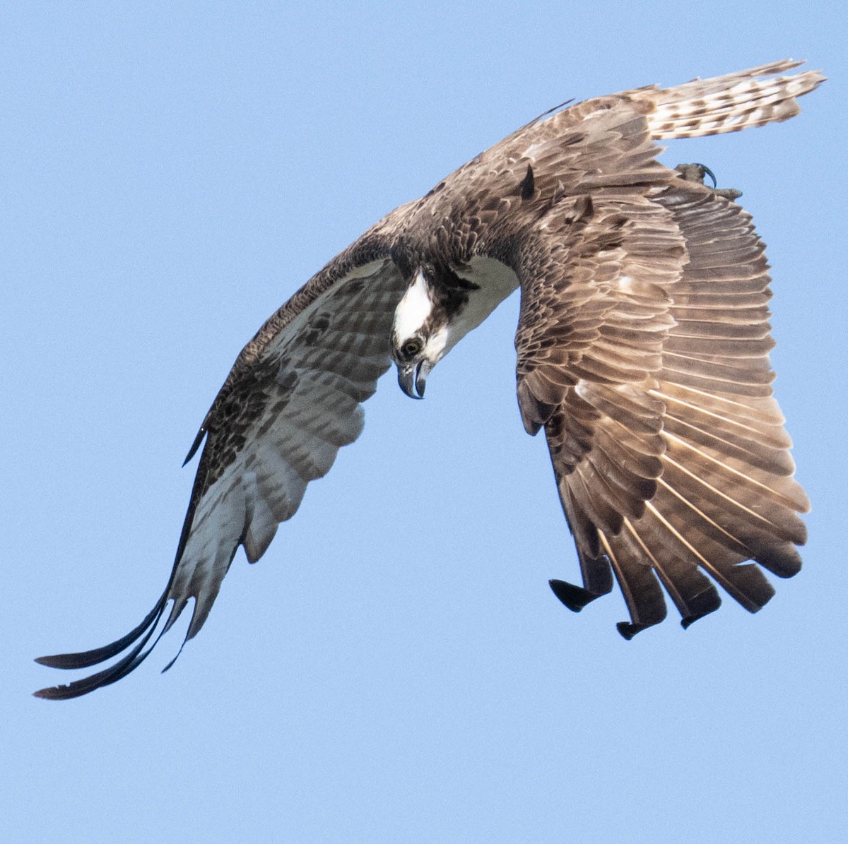 Osprey - ML640427938