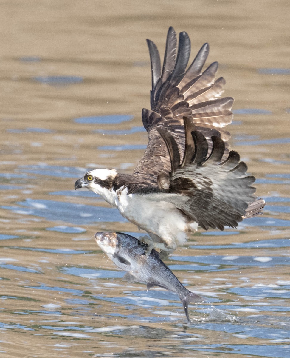 Osprey - ML640427940
