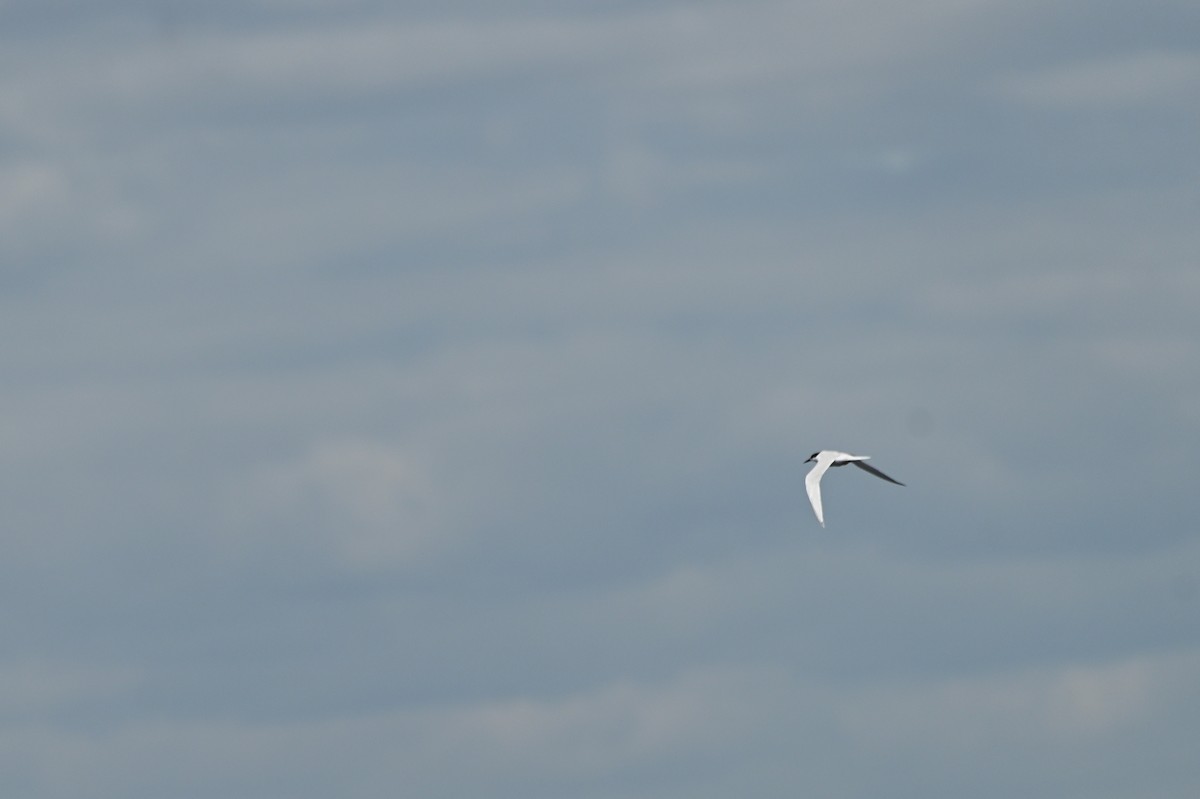 Roseate Tern - ML640427997