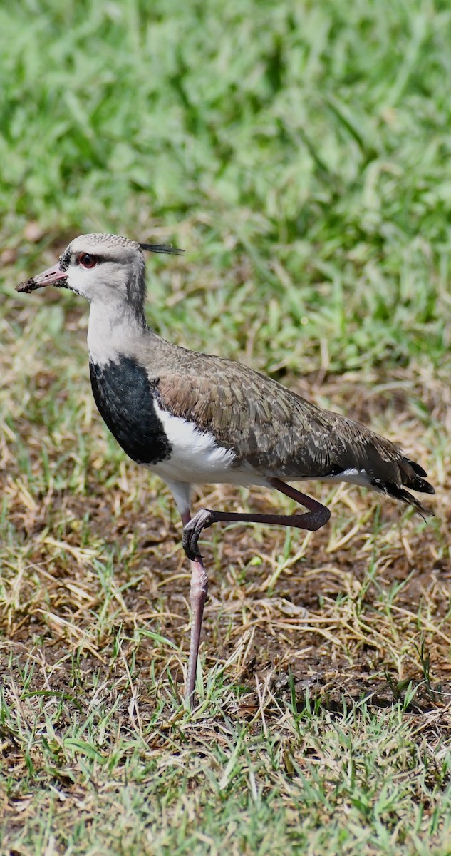 Avefría Tero - ML640428005