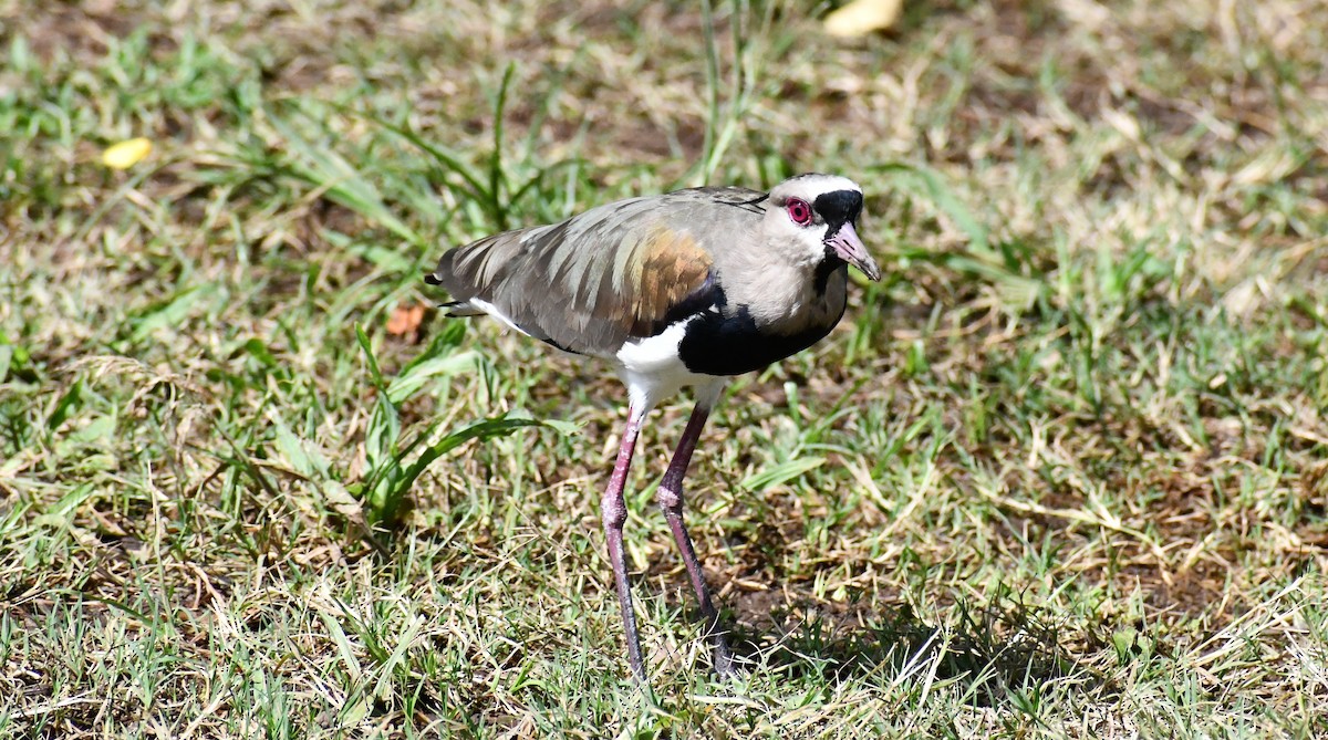 Avefría Tero - ML640428006