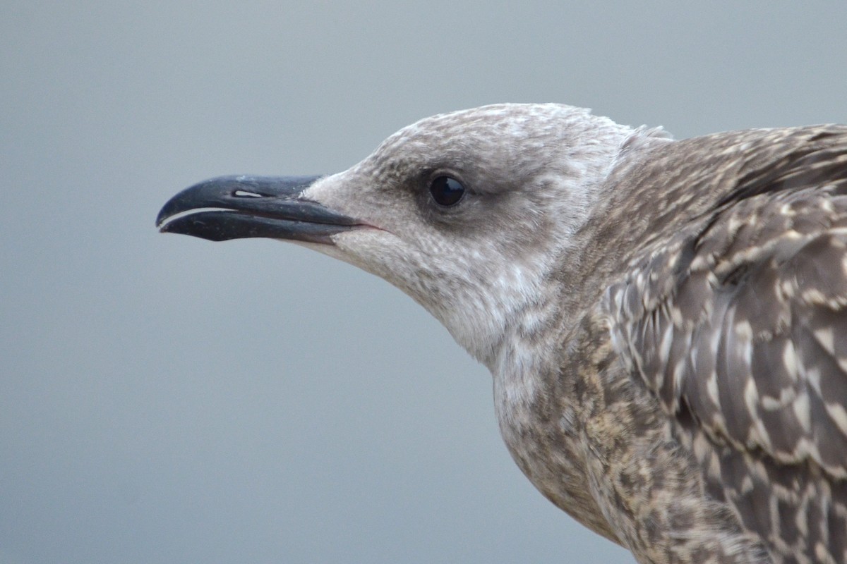 Yellow-legged Gull - ML640428031