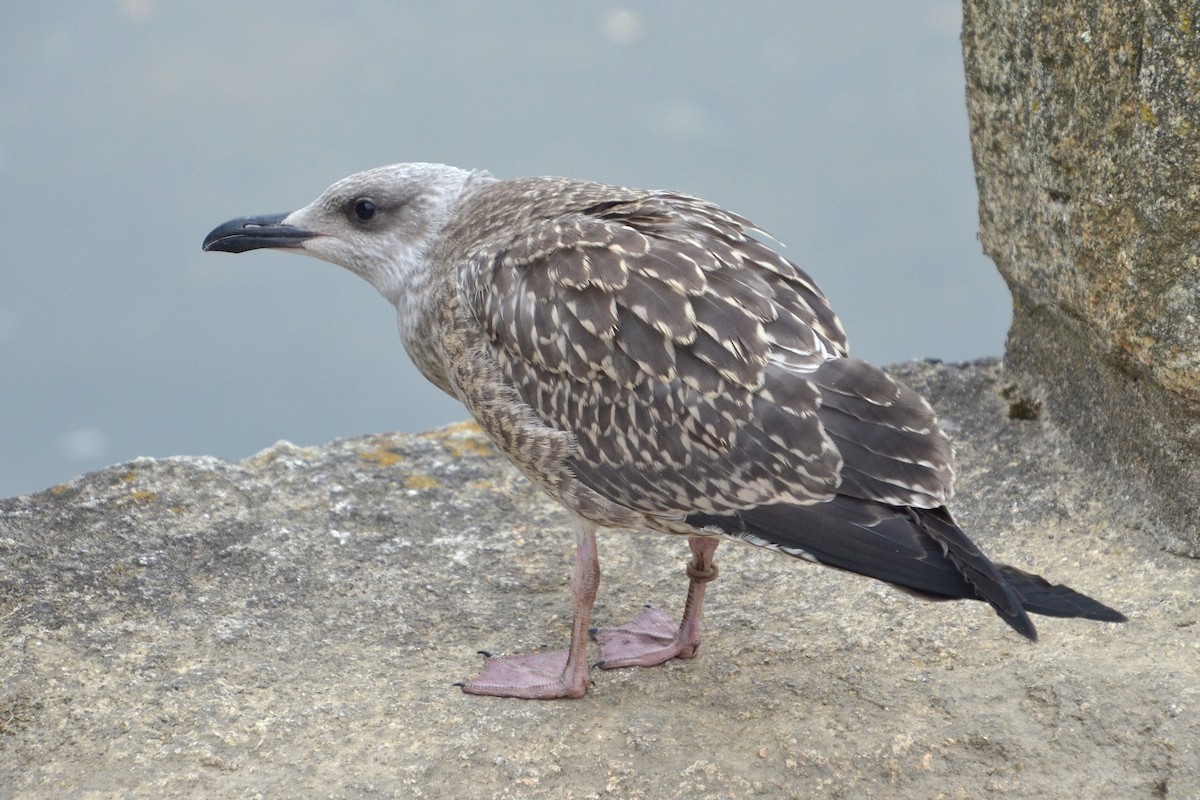 Yellow-legged Gull - ML640428032