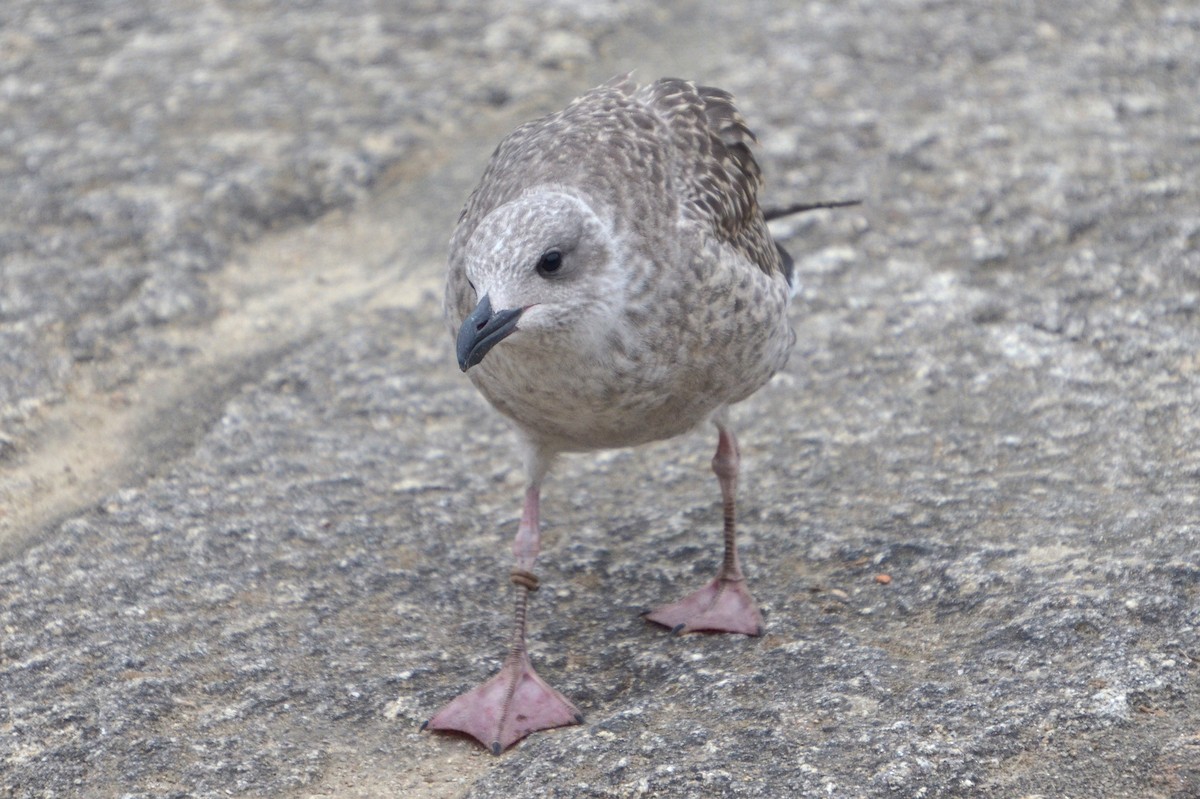Yellow-legged Gull - ML640428033