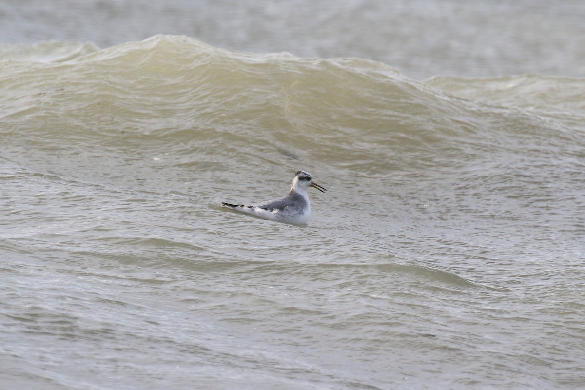 Red Phalarope - ML640428131