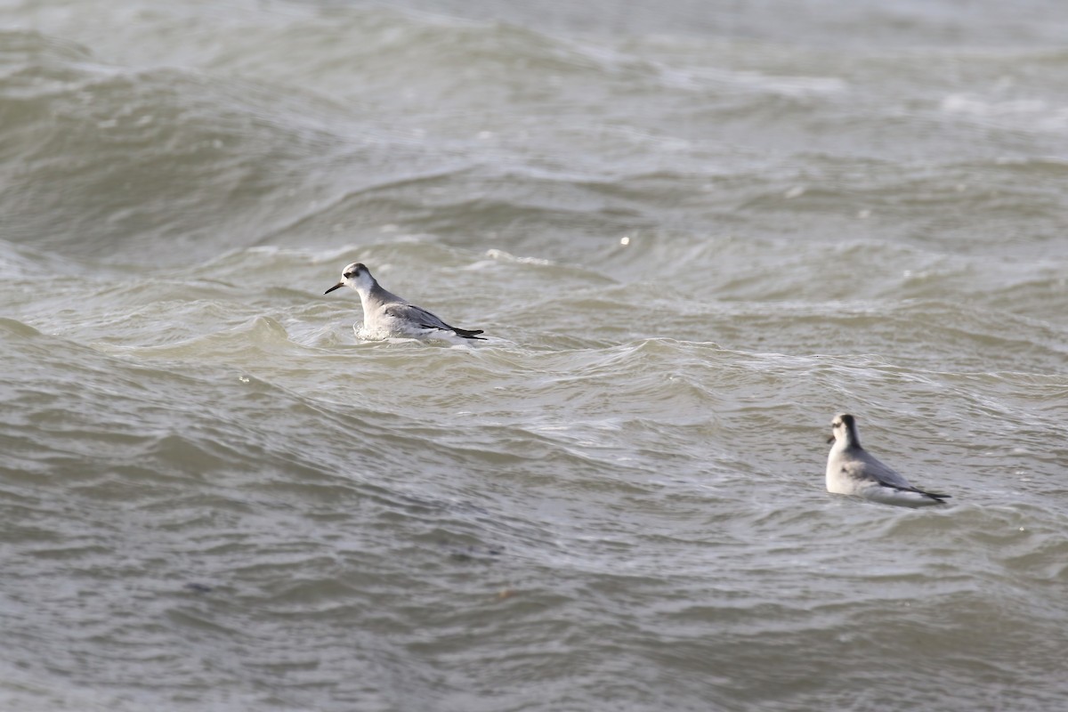 Red Phalarope - ML640428132