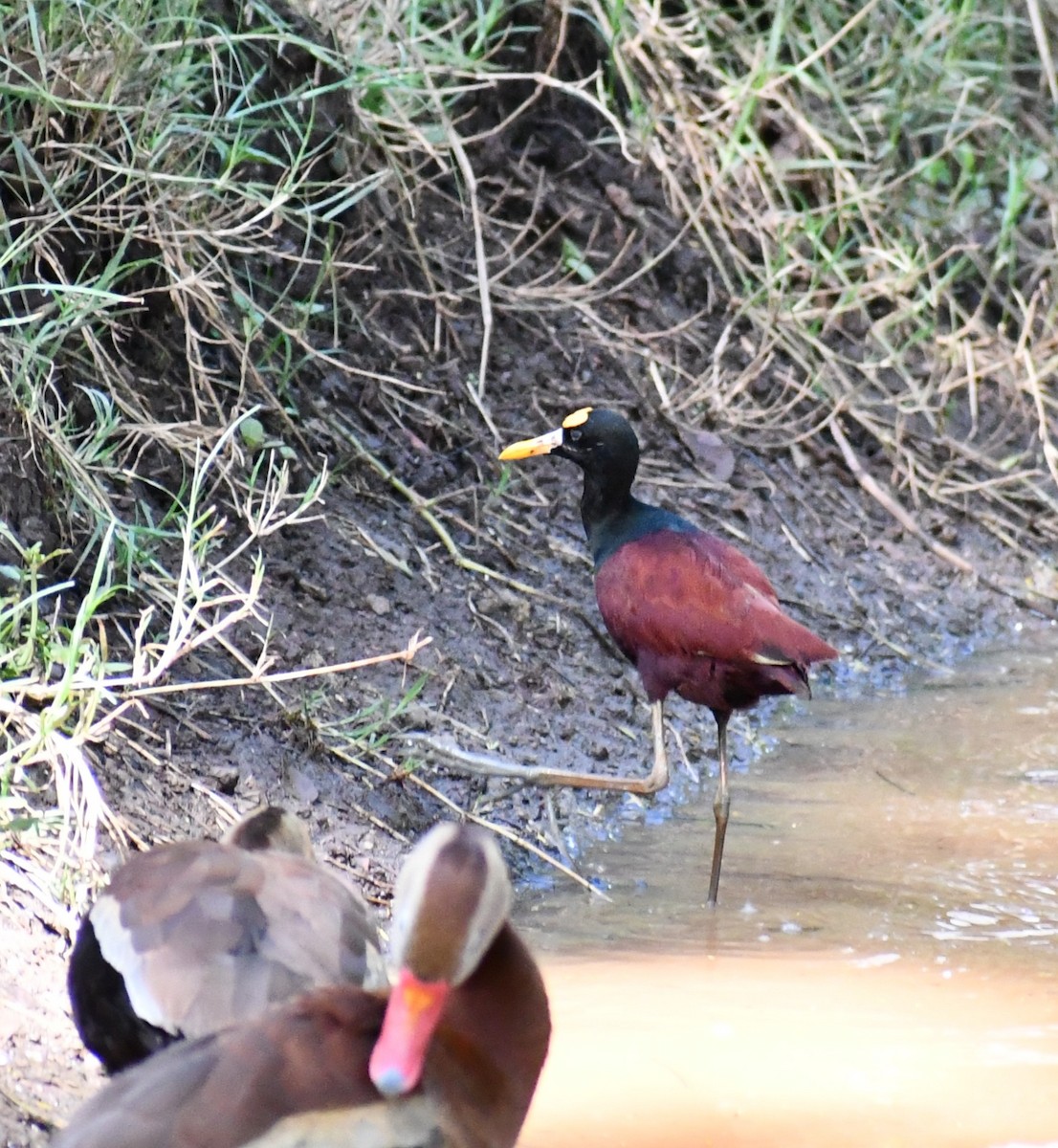 Northern Jacana - ML640428173