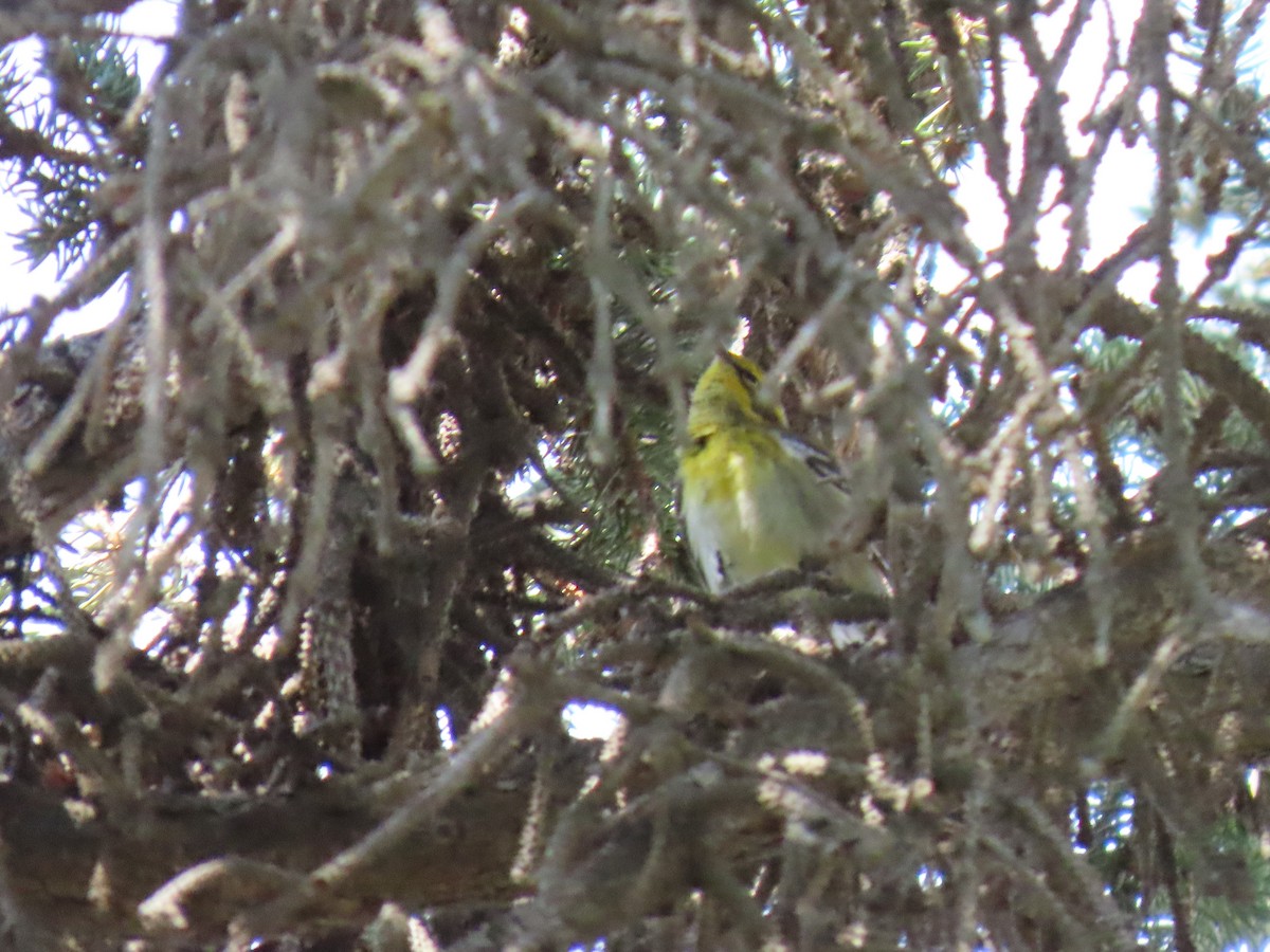 Townsend's Warbler - ML640428266