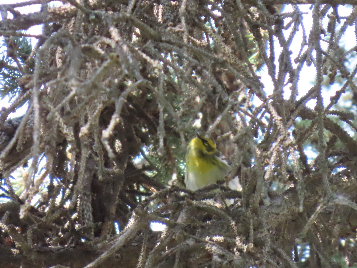 Townsend's Warbler - ML640428268