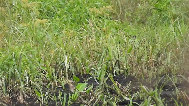 Upland Sandpiper - ML640428274