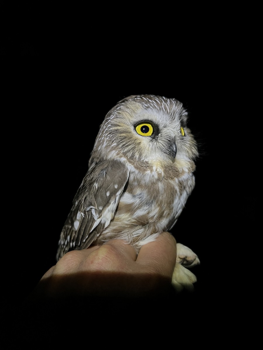 Northern Saw-whet Owl - ML640428301
