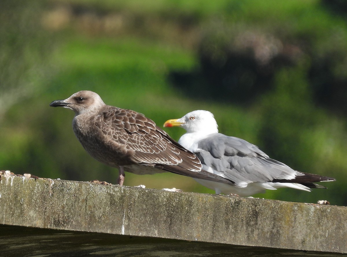 Yellow-legged Gull - ML640428303