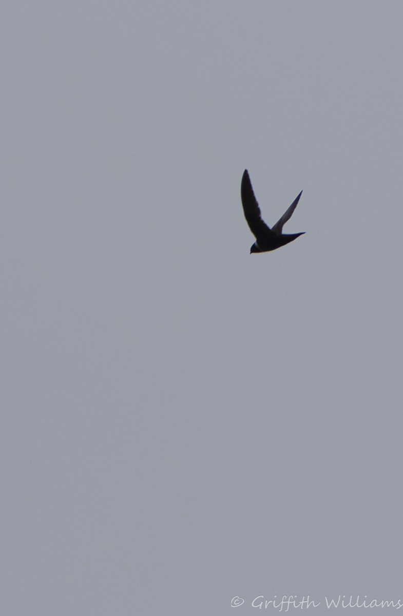 White-collared Swift - ML640428332