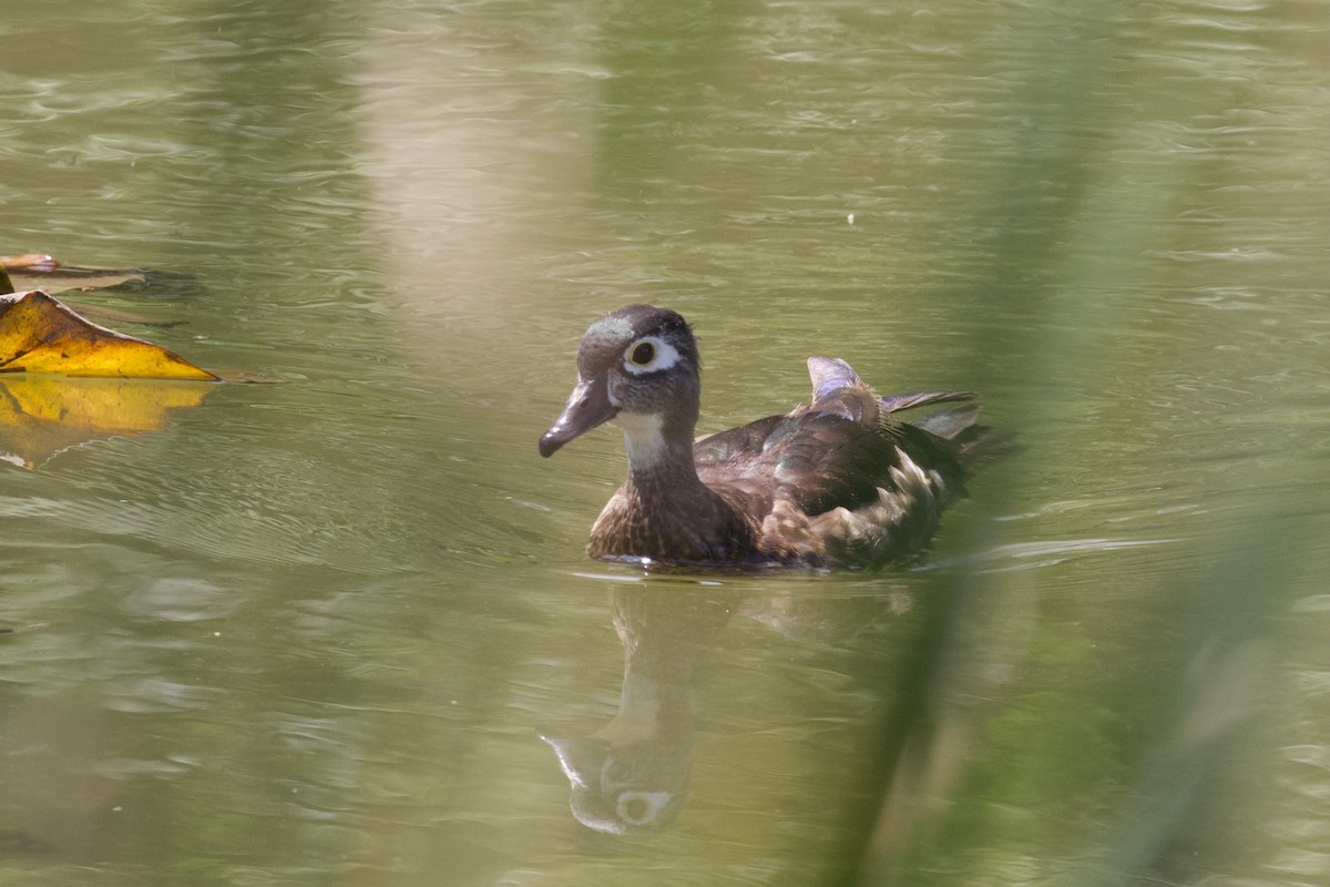 Wood Duck - ML640428337