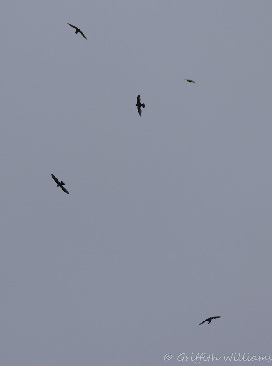 White-collared Swift - ML640428338