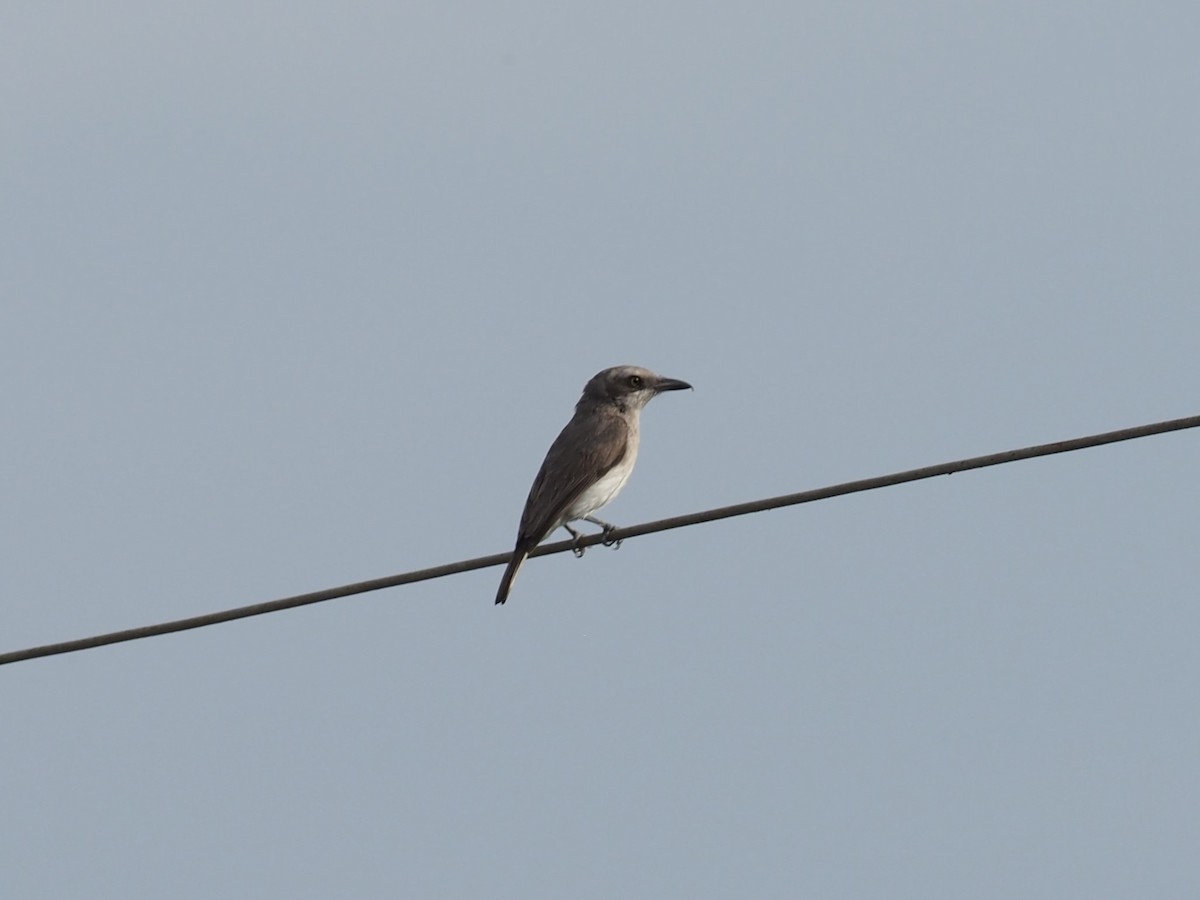 Sri Lanka Woodshrike - ML640428342