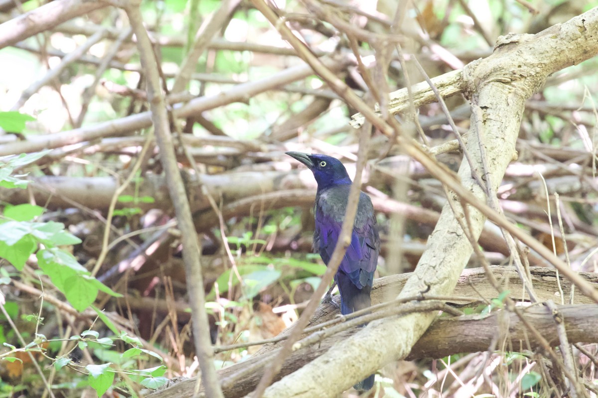 Common Grackle - ML640428343